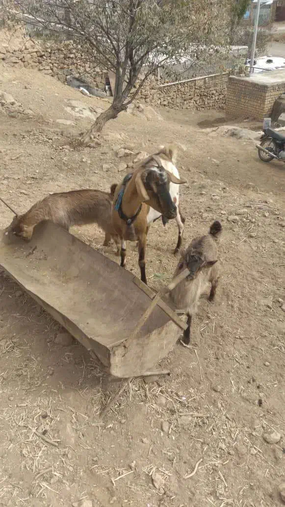 بز دوقلو زا ب همراه دوتا بزغاله|حیوانات مزرعه|فریدونشهر, |دیوار