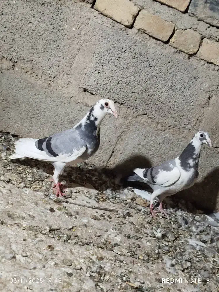کبوتر جوجه مسافتی|پرنده|سیب و سوران, |دیوار