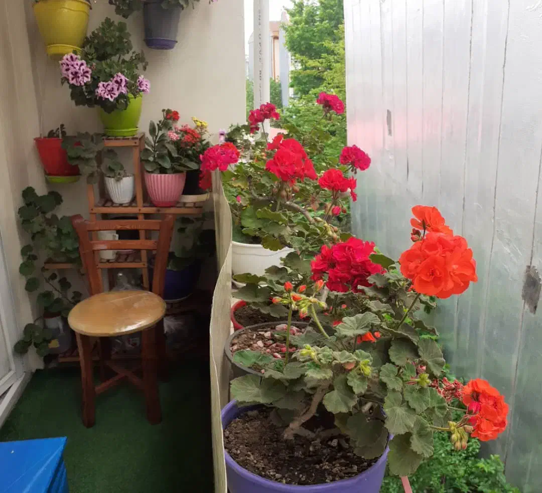 75متر طبقه دوم فول گلستان 47 ویو بام سبز|فروش آپارتمان|لاهیجان, گلستان|دیوار