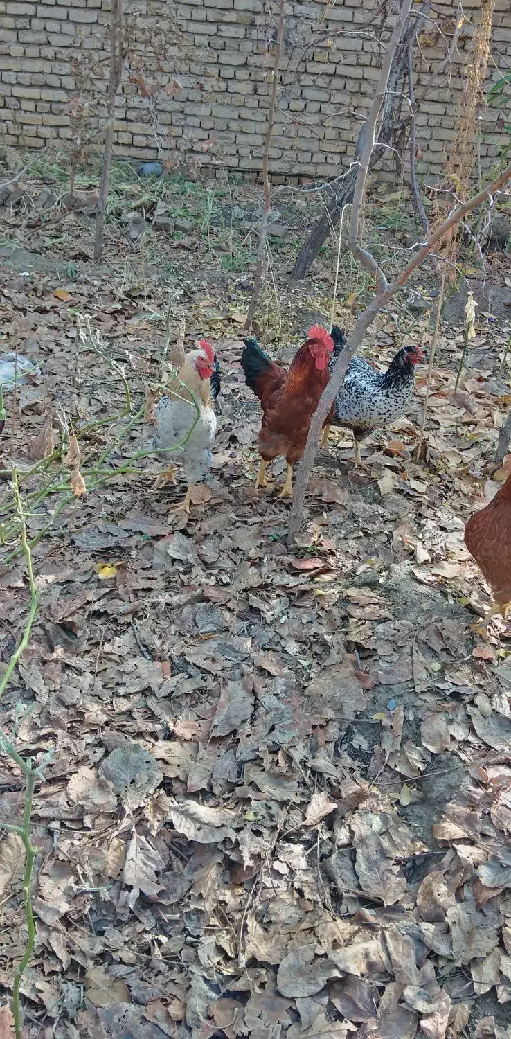 تعداد 3عدد خروس|حیوانات مزرعه|طرقبه, |دیوار