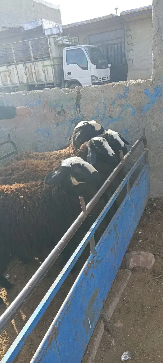 بره ماده اصل شالی درشت|حیوانات مزرعه|قیدار, |دیوار