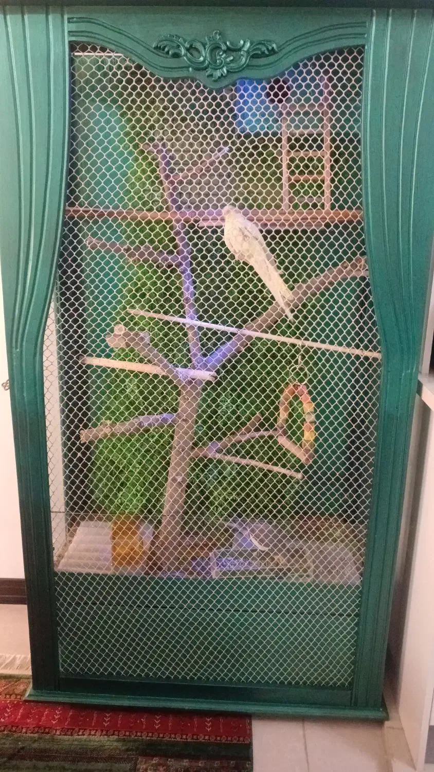 عروس هلندی|پرنده|تهران, استخر|دیوار