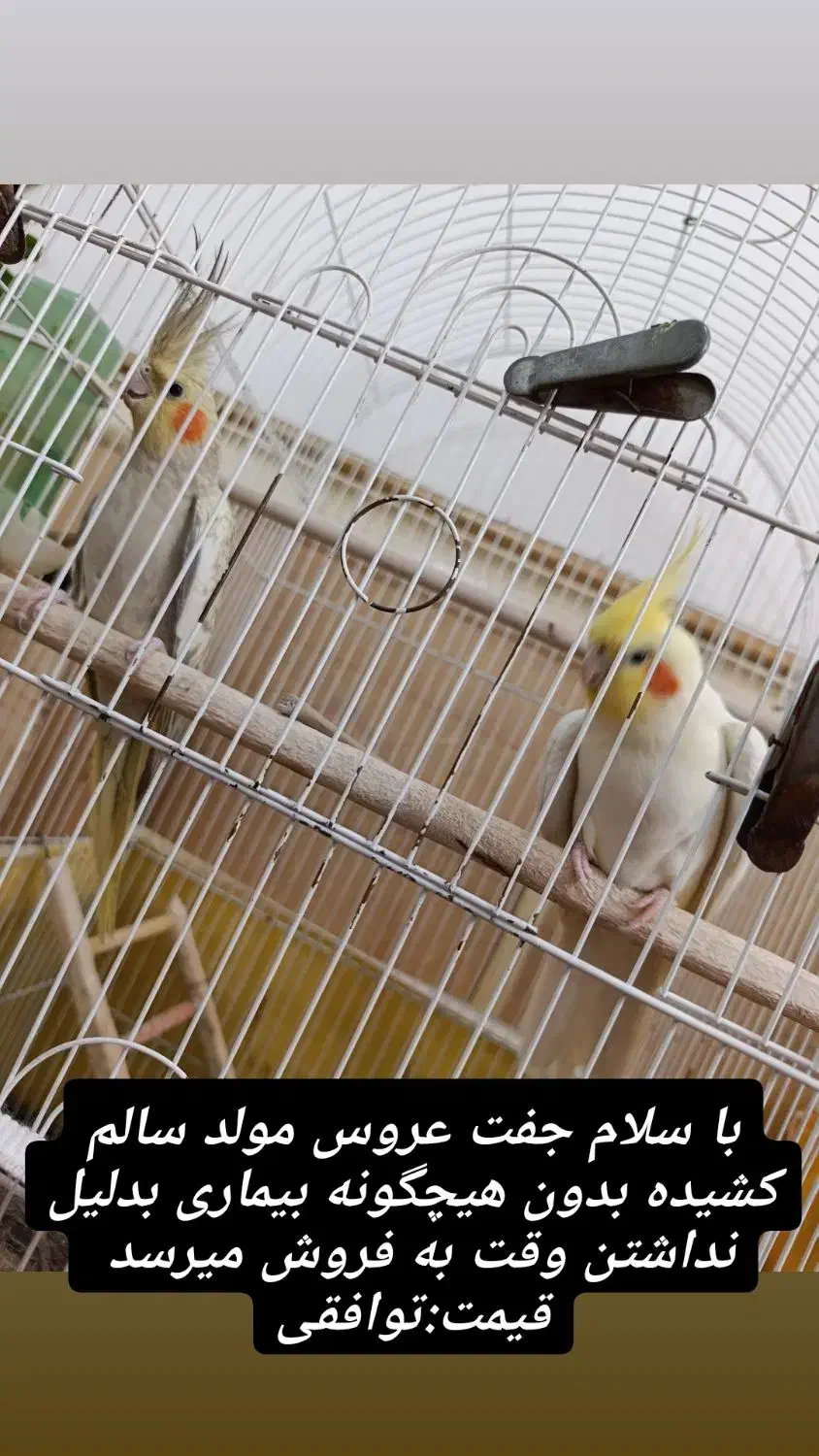 دو جفت عروس مولد|پرنده|شبانکاره, |دیوار