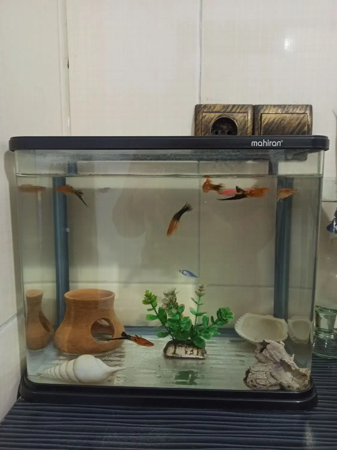 آکواریوم|ماهی|رشت, پاره بیجار|دیوار