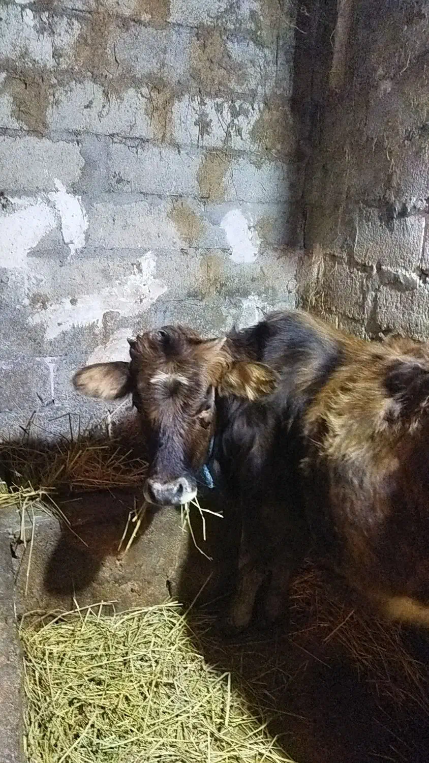 گوساله|حیوانات مزرعه|واجارگاه, |دیوار