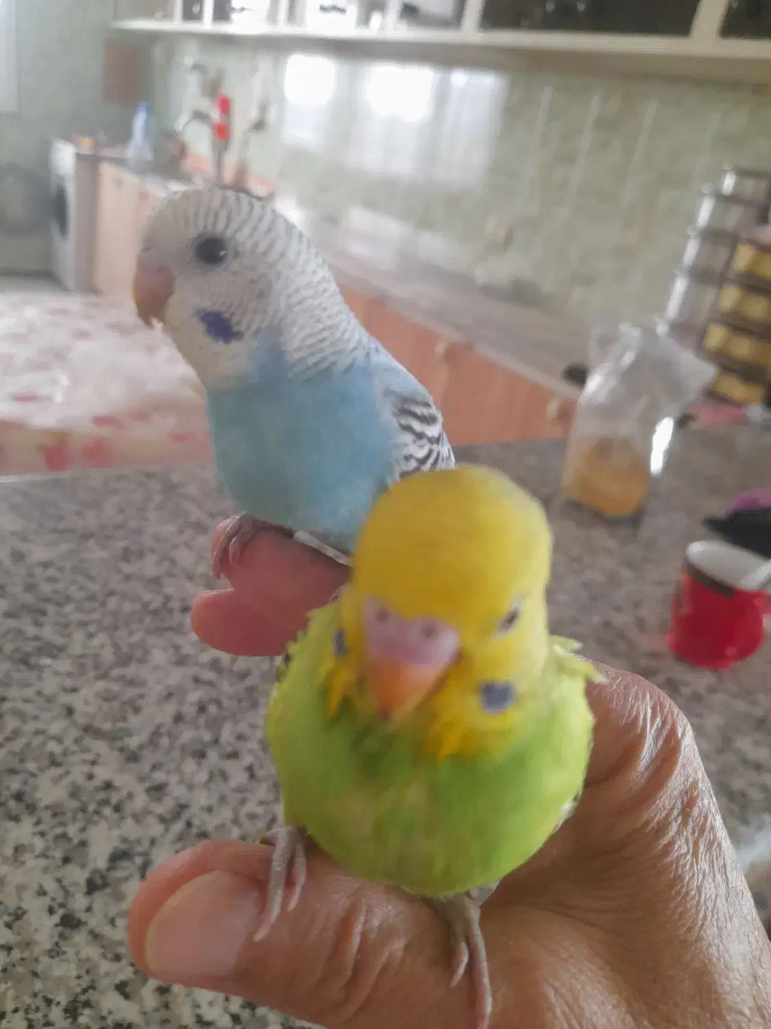 .مرغ عشق|پرنده|سنندج, |دیوار