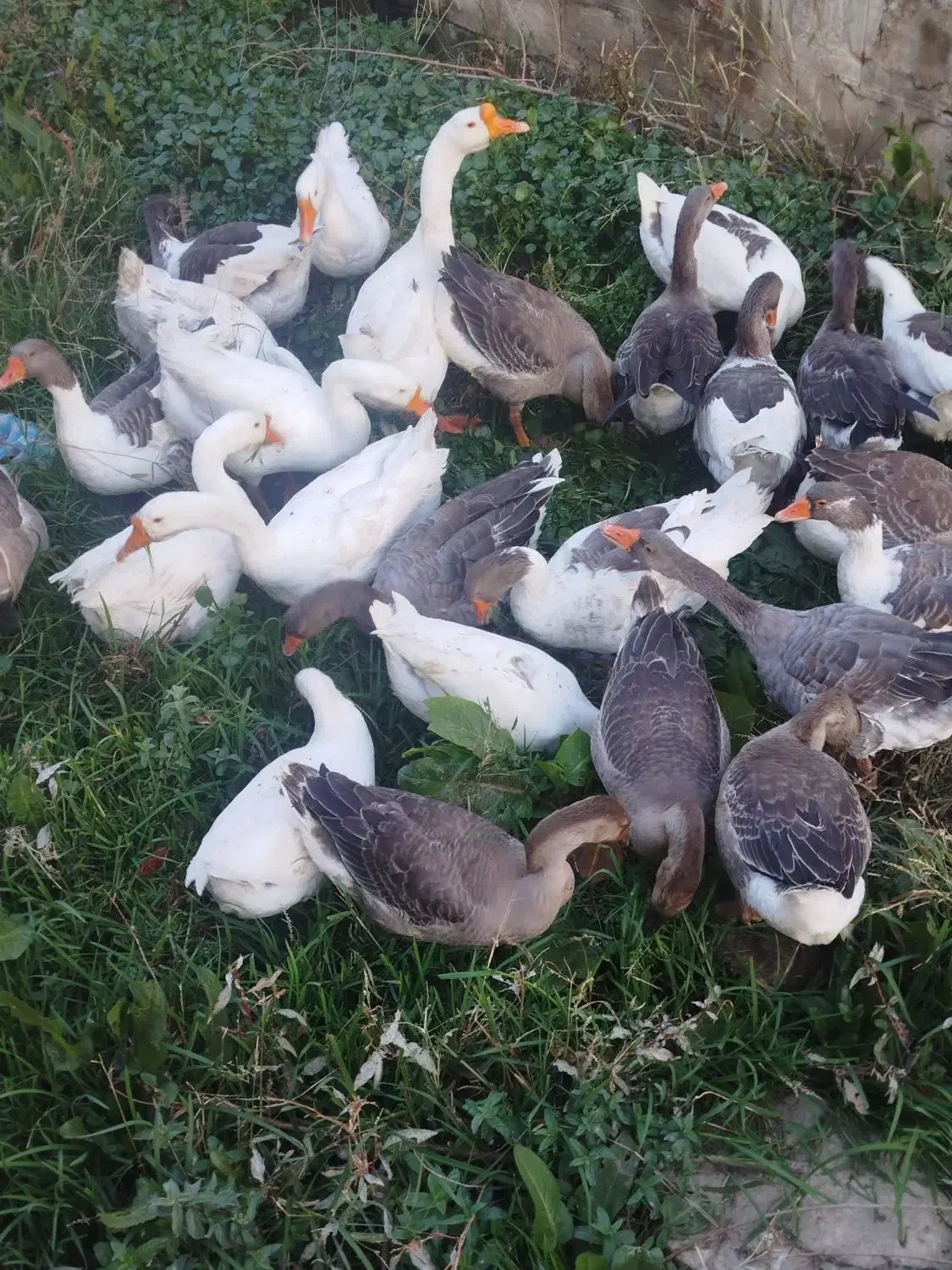 قوقاز های اصیل نژادارچاق|حیوانات مزرعه|ارومیه, |دیوار