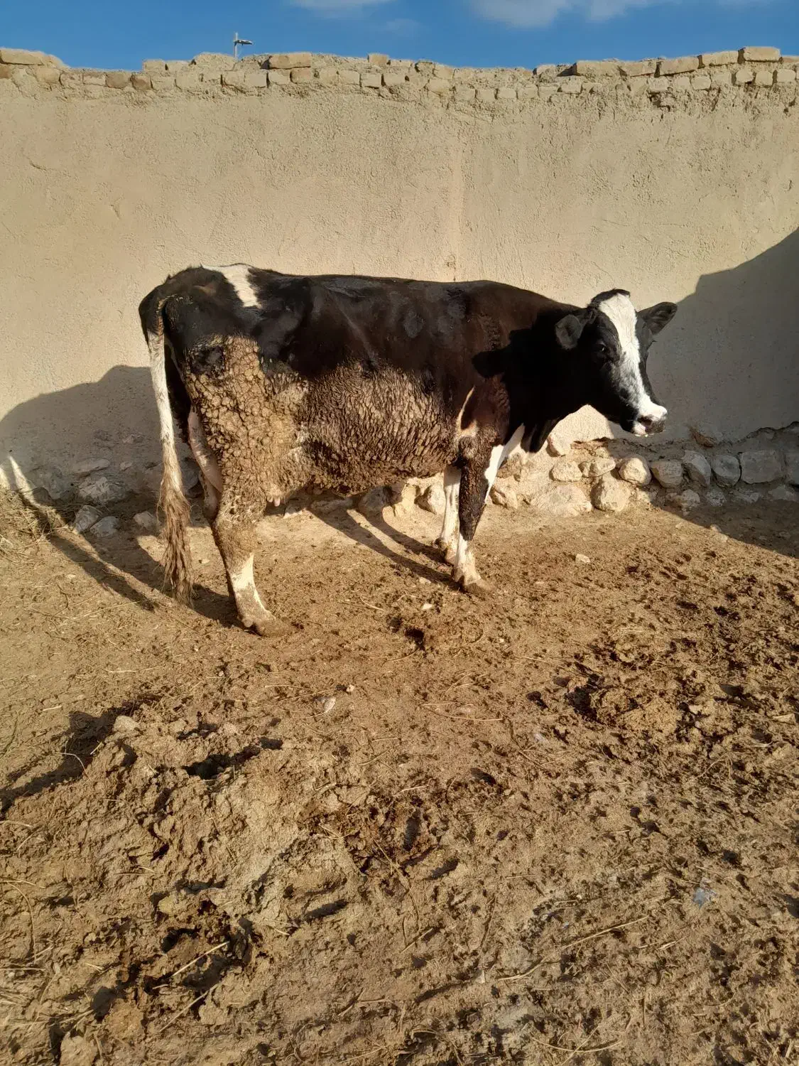 گاو شیری|حیوانات مزرعه|اسفراین, |دیوار