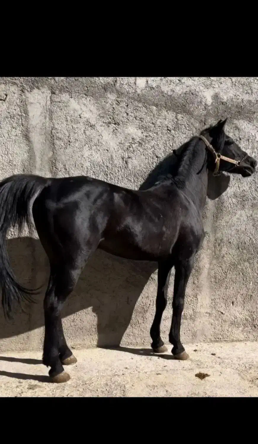 اسب نر عرب سرحال برازجان|اسب و تجهیزات اسبسواری|برازجان, |دیوار