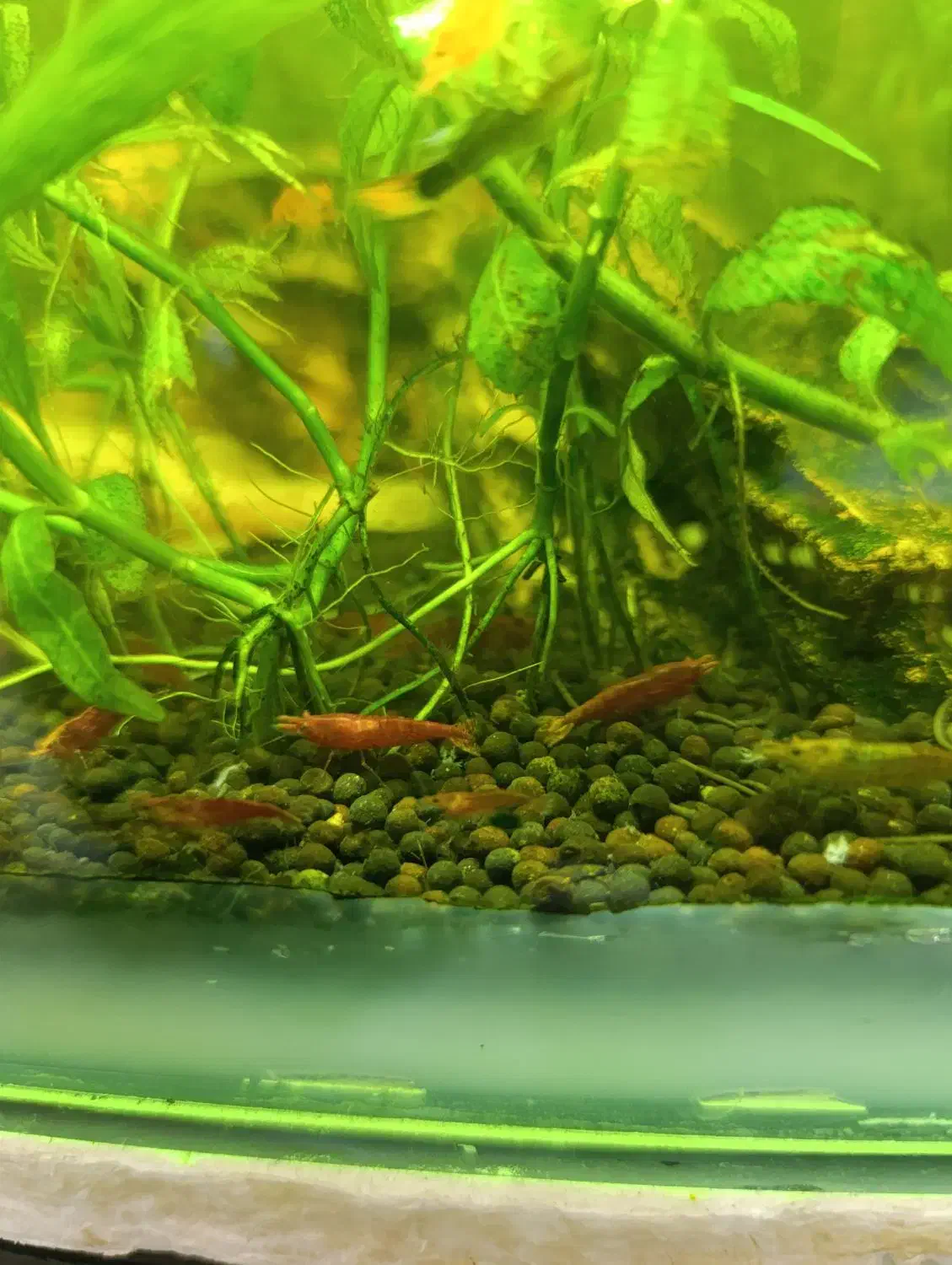 میگو شریمپ|ماهی|زنجان, |دیوار