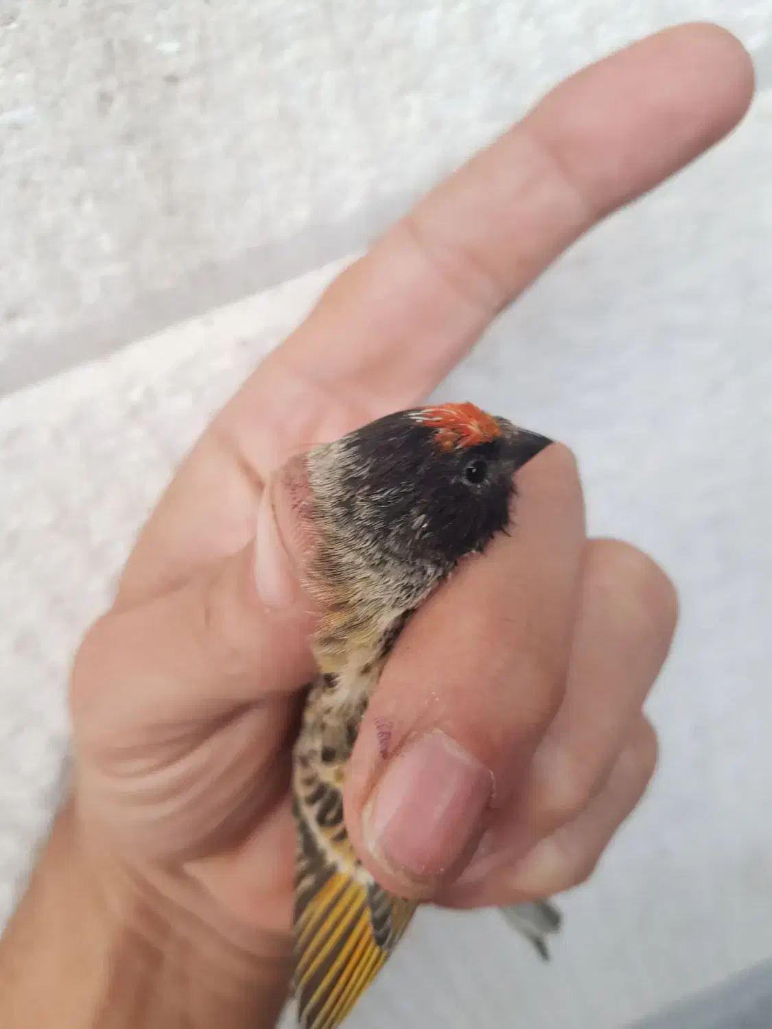 گلبسر|پرنده|مهاجران, |دیوار