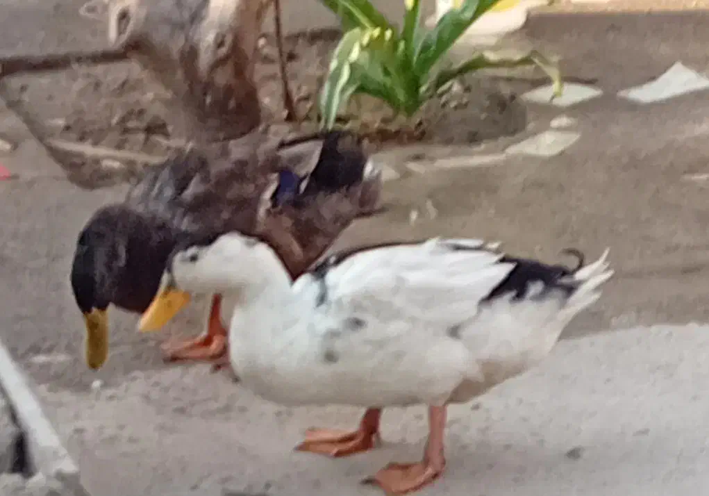 ۲. اردک نر ماملحه با کفتر|پرنده|عنبرآباد, |دیوار