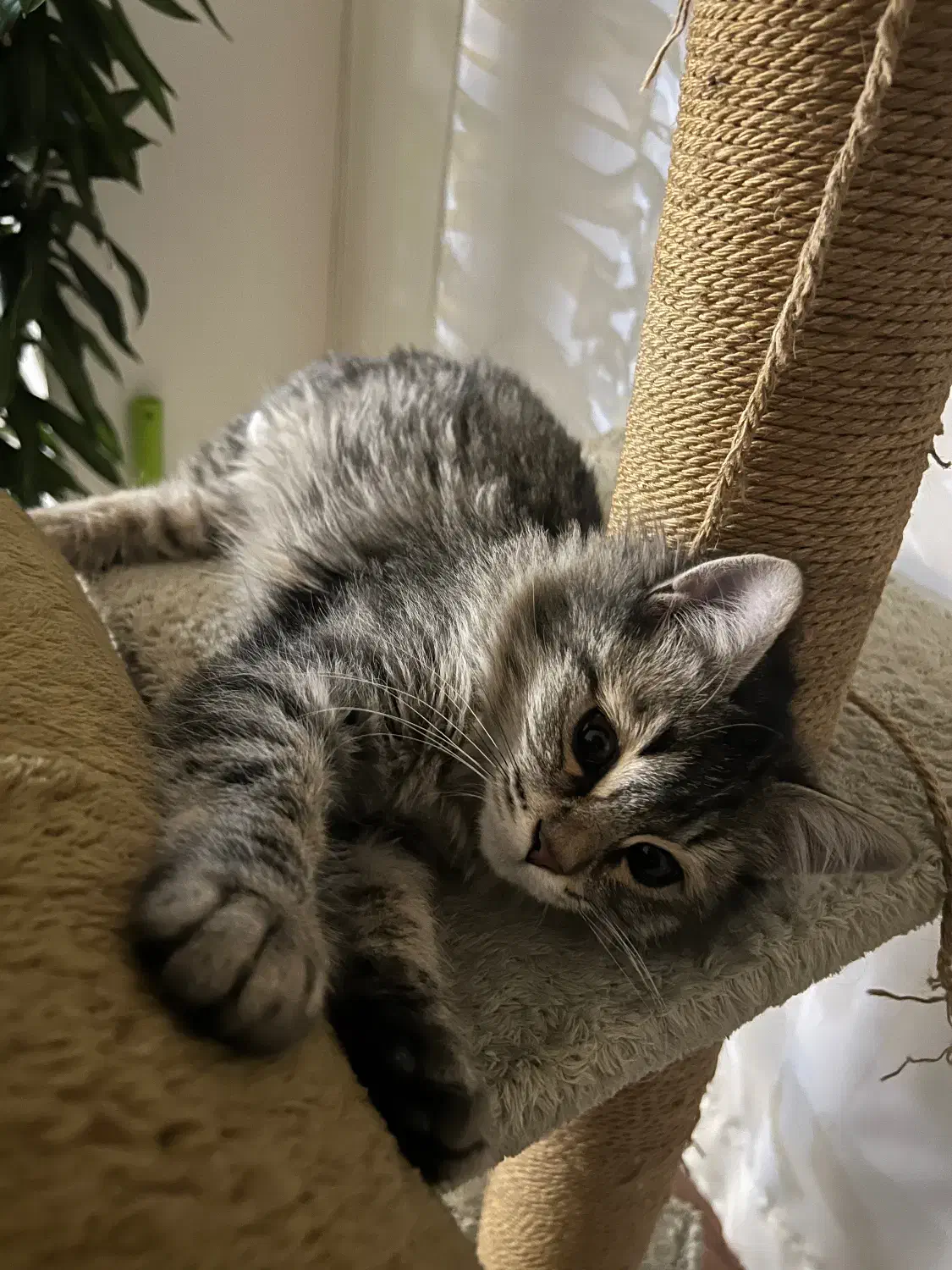 گربه|گربه|تهران, صادقیه|دیوار