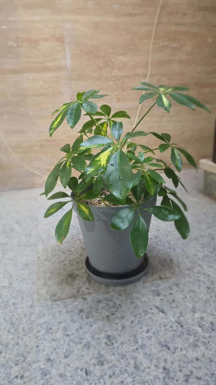 فروش چند گلدان طبیعی و سالم|گل و گیاه طبیعی|قم, باجک سه|دیوار