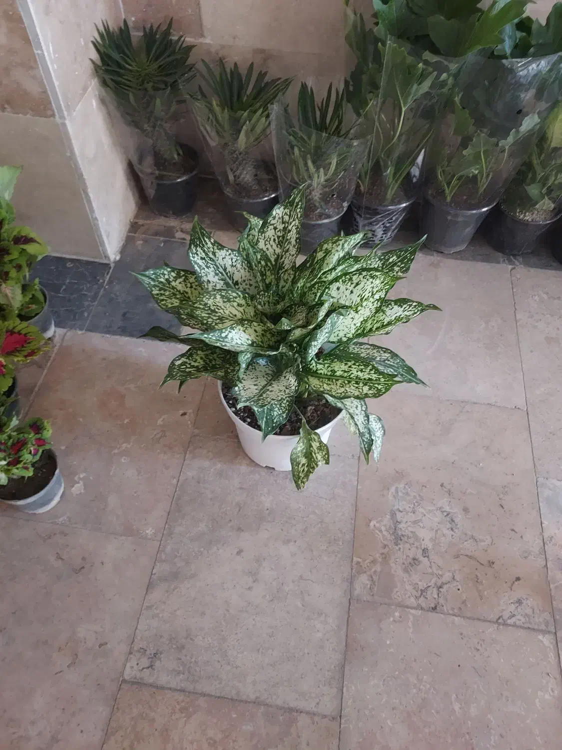 گلخانه گلستان افتتاح شد|گل و گیاه طبیعی|گلستان (تهران), |دیوار