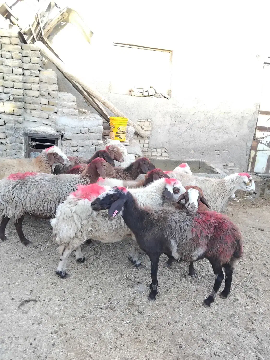 11 راس میش جوان دو رگه|حیوانات مزرعه|تربت‌حیدریه, باغ سلطانی|دیوار