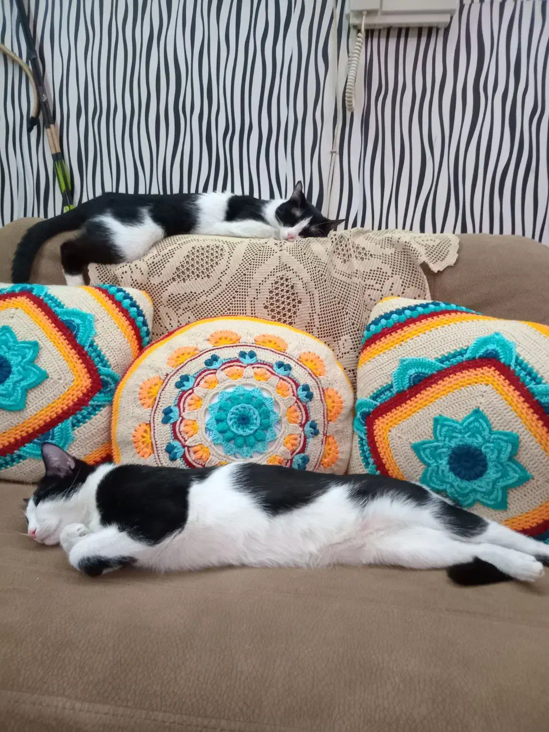 گربهDsh|گربه|تهران, امامت|دیوار