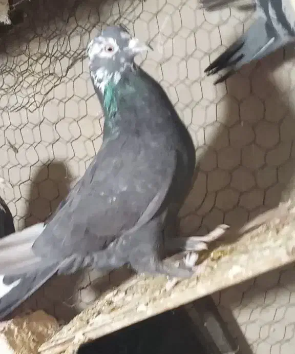 ماده|پرنده|شهرکرد, |دیوار