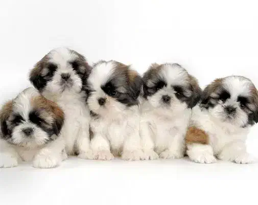 شیتزو|سگ|بروجرد, |دیوار