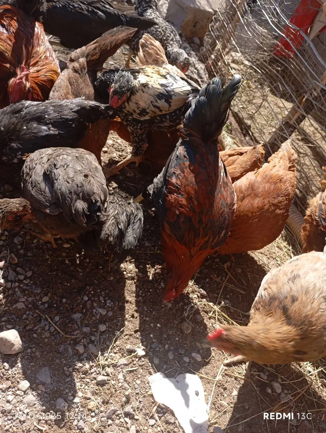 تعدادی مرغ تخمی لاری گلین گلپایگانی|حیوانات مزرعه|گنبکی, |دیوار