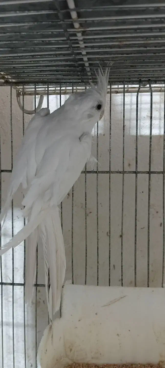 عروس نر آماده جفت|پرنده|بجنورد, |دیوار