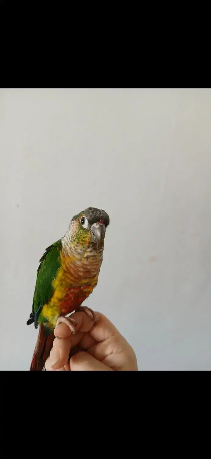 جفت طوطی گرینچیک|پرنده|تربت‌حیدریه, اندیشه|دیوار