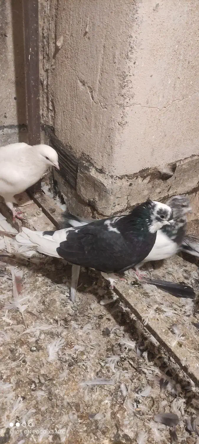 کفتر|پرنده|اندیشه, شهرک مریم|دیوار