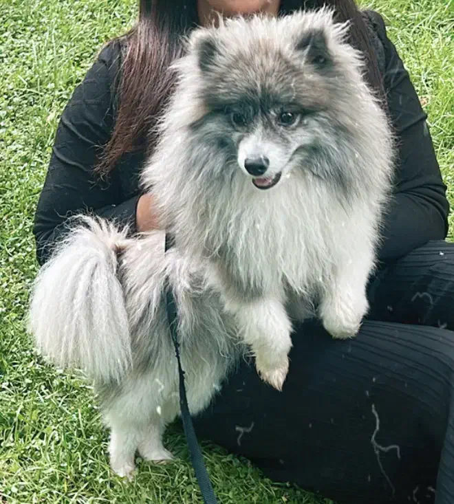 ‌پامر اشپیتز شیطون|سگ|کرج, عظیمیه|دیوار