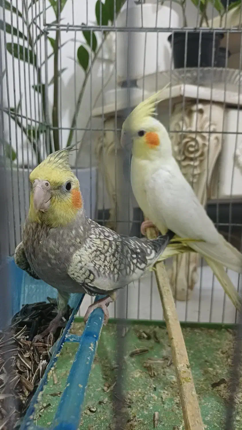 عروس پاریس|پرنده|اهواز, کیانشهر|دیوار