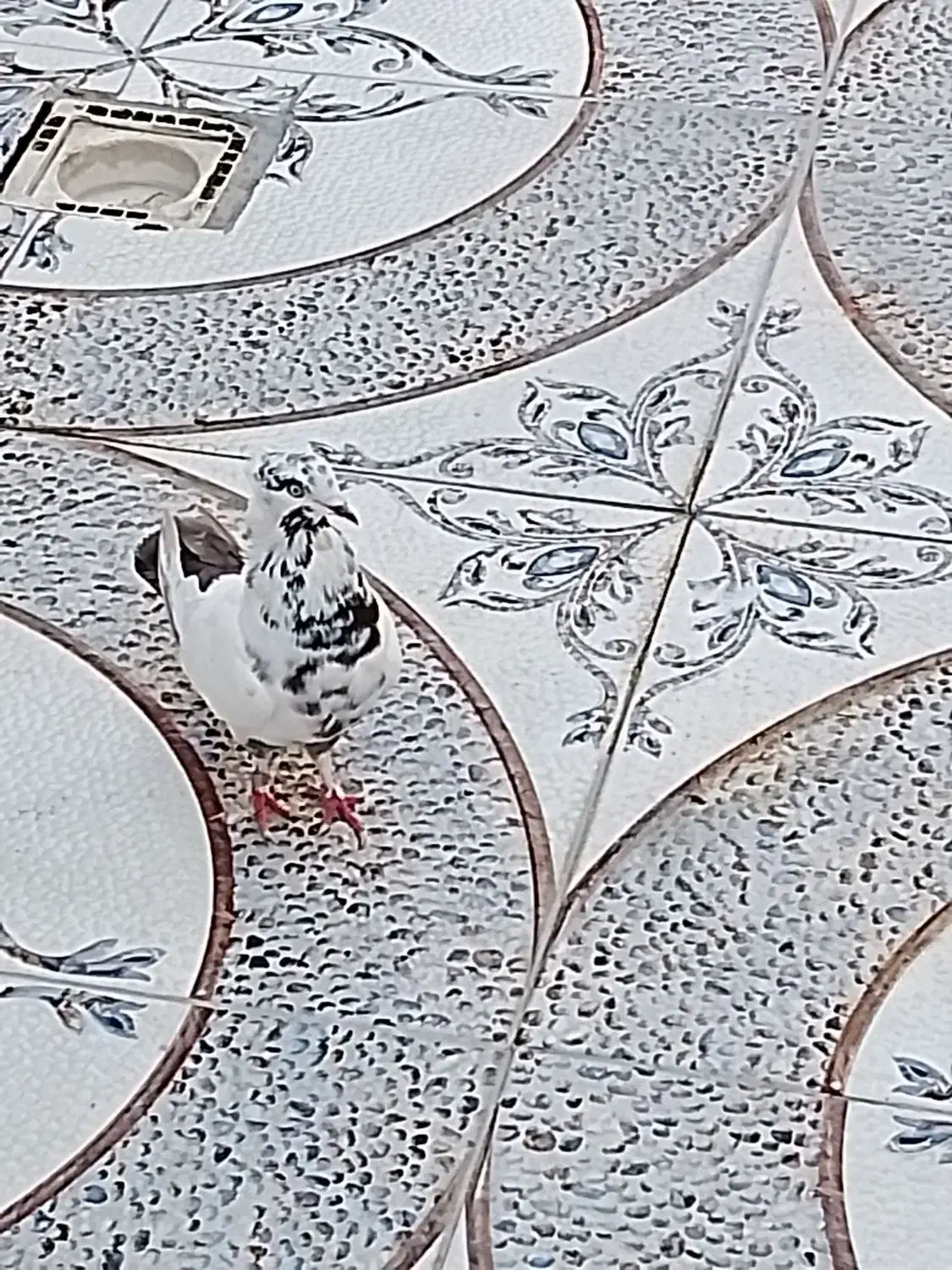 کبوتر دنبی|پرنده|شادگان, |دیوار