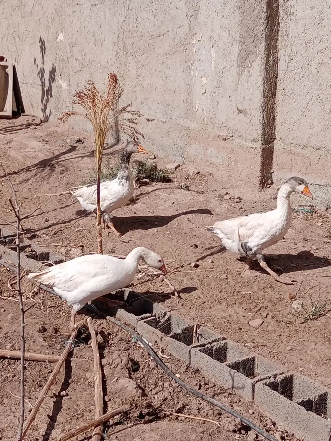 غازنروماده|حیوانات مزرعه|قزوین, |دیوار