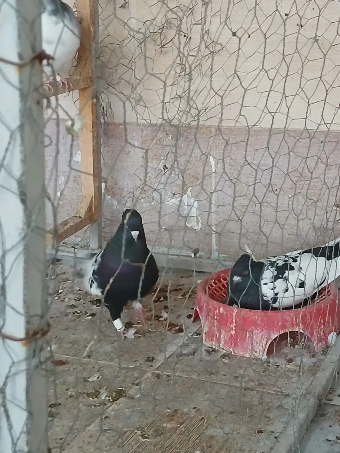 کبوتر سینه ای|پرنده|شیراز, احمدآباد|دیوار