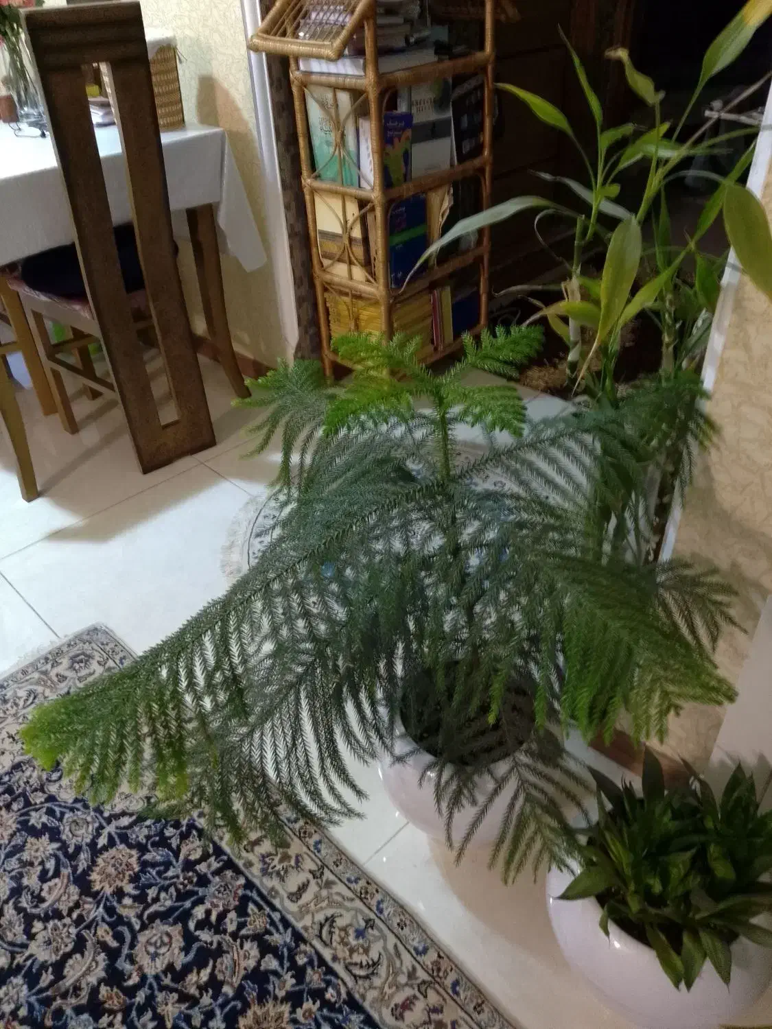 گل کاج مطبق ۵ طبقه ۳ساله دارای گلدون سرامیکی|گل و گیاه طبیعی|رشت, جهاد|دیوار
