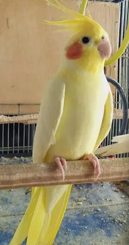 جوجه عروس|پرنده|کردکوی, |دیوار