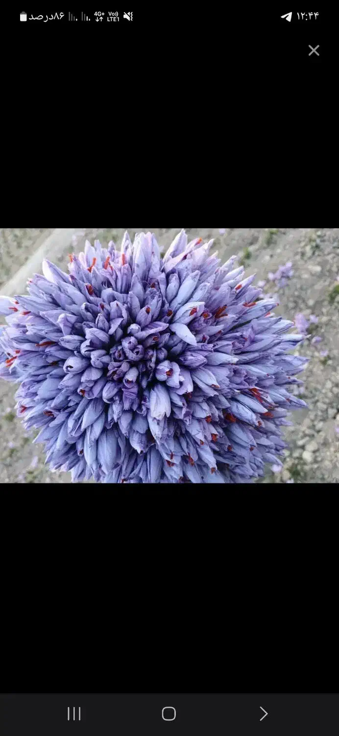 گل زعفران تربت حیدریه زاوه خریدمستقیم ازخودکشاورز|خوردنی و آشامیدنی|مشهد, رسالت|دیوار