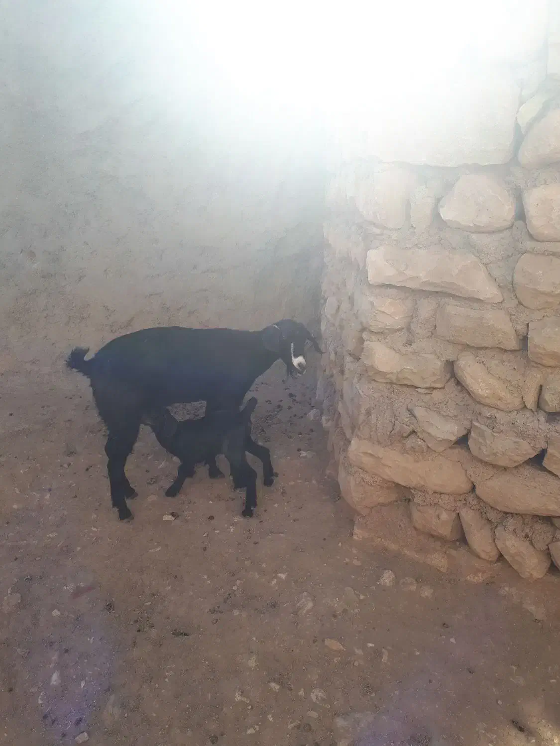 بزغاله|حیوانات مزرعه|دالاهو, |دیوار