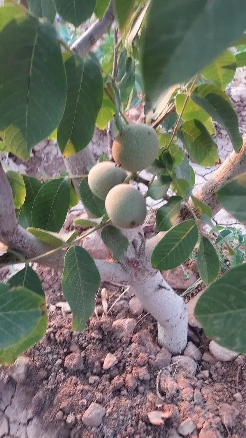 استخدام نگهبان توانا و مناسب برای باغ و کشاورزی|استخدام سرایداری و نظافت|کوهدشت, |دیوار