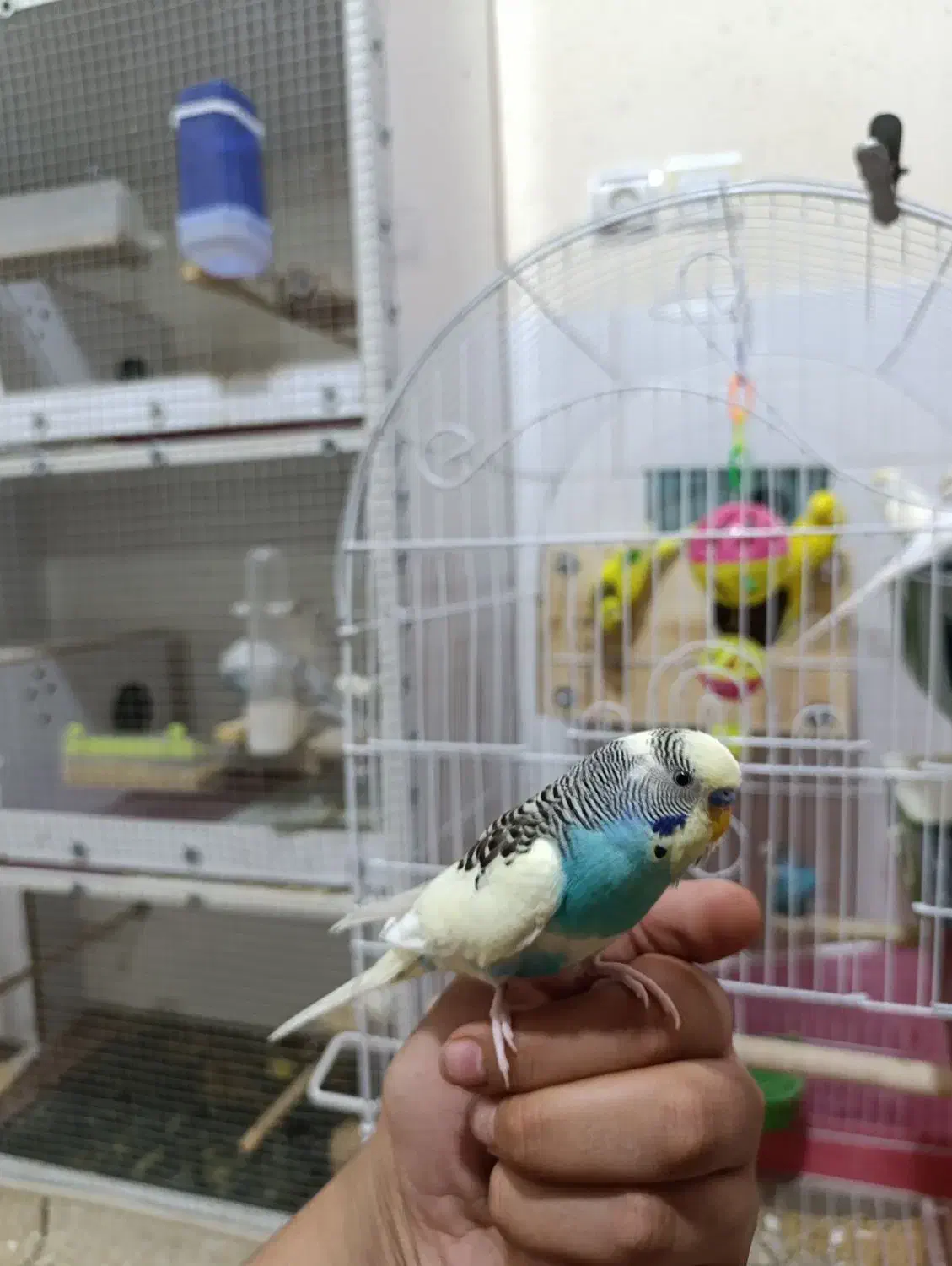 ۵ جفت مرغ عشق مولد روی تخم تضمینی|پرنده|سیرجان, |دیوار