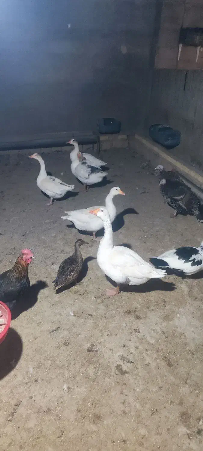 قوغاز|پرنده|دورود, |دیوار