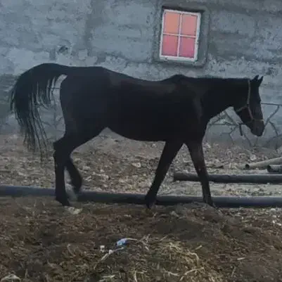 مادیان مشکی شش سال|اسب و تجهیزات اسب‌سواری|مرودشت, ژیان|دیوار