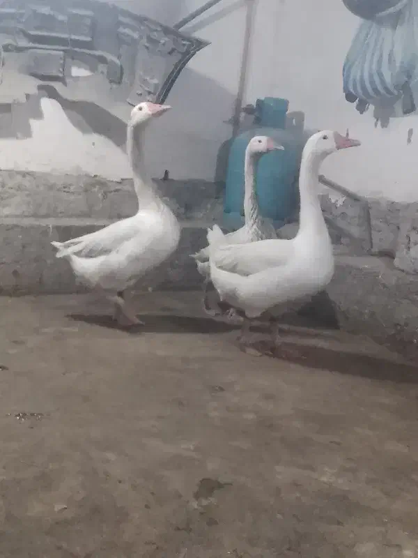 غاز|حیوانات مزرعه|تالش, هشتپر|دیوار