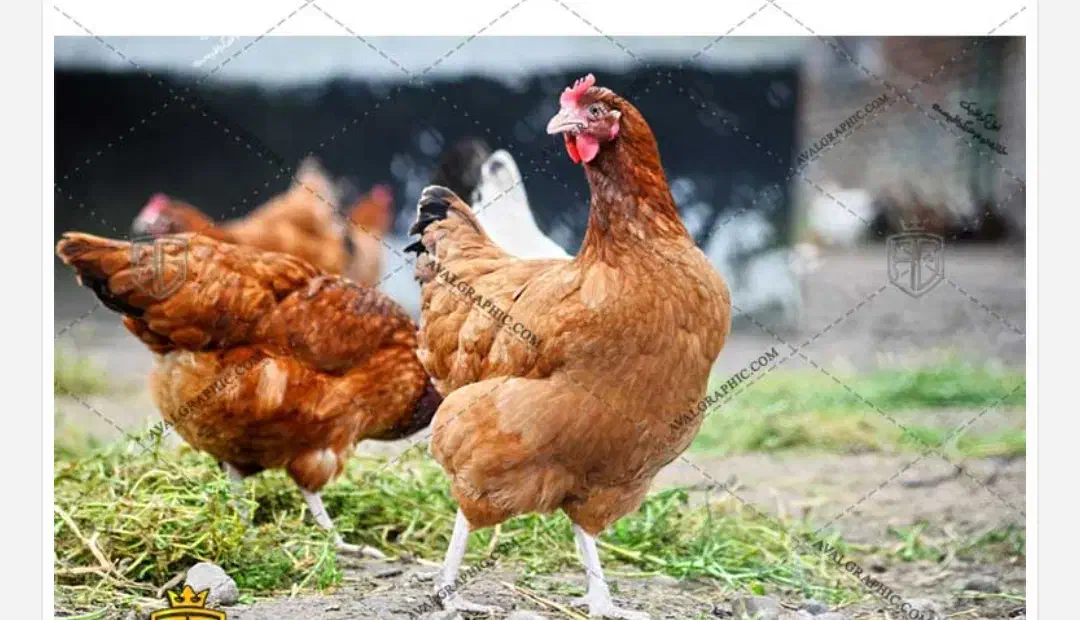 فروش 30عددمرغ تخم گذار|حیوانات مزرعه|گلپایگان, |دیوار