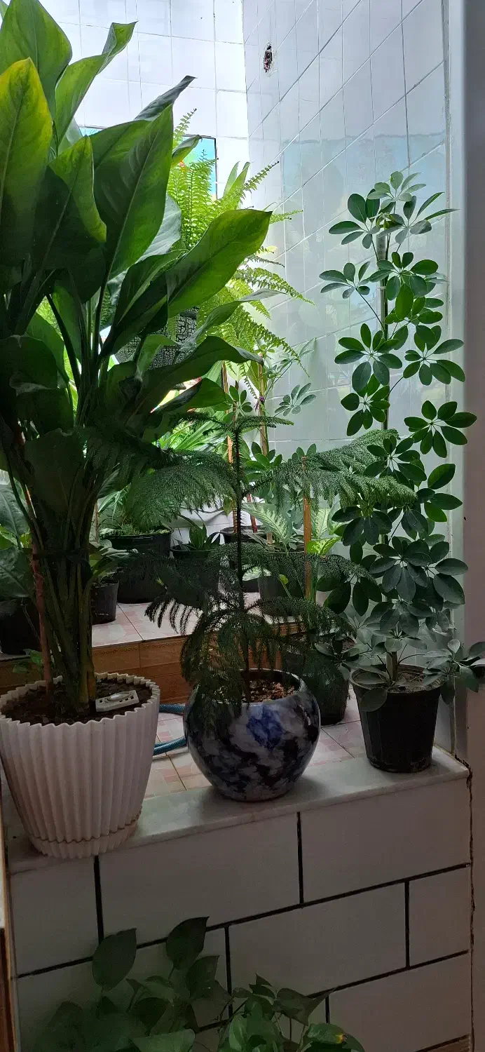 گل زیبای مناسب هدیه و دفتر کار و منزل|گل و گیاه طبیعی|فیروزآباد (فارس), |دیوار