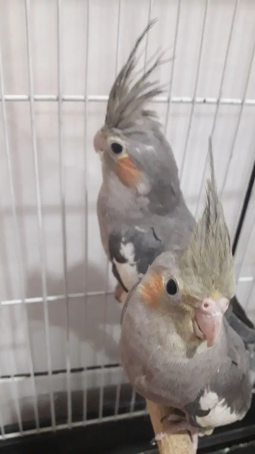 عروس هلندی ناز و باحال جفت|پرنده|پیر بکران, |دیوار