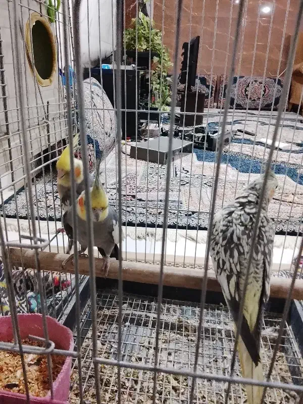 سه عدد عروس هلندی دو عدد ماده یکیش نر|پرنده|اراک, |دیوار