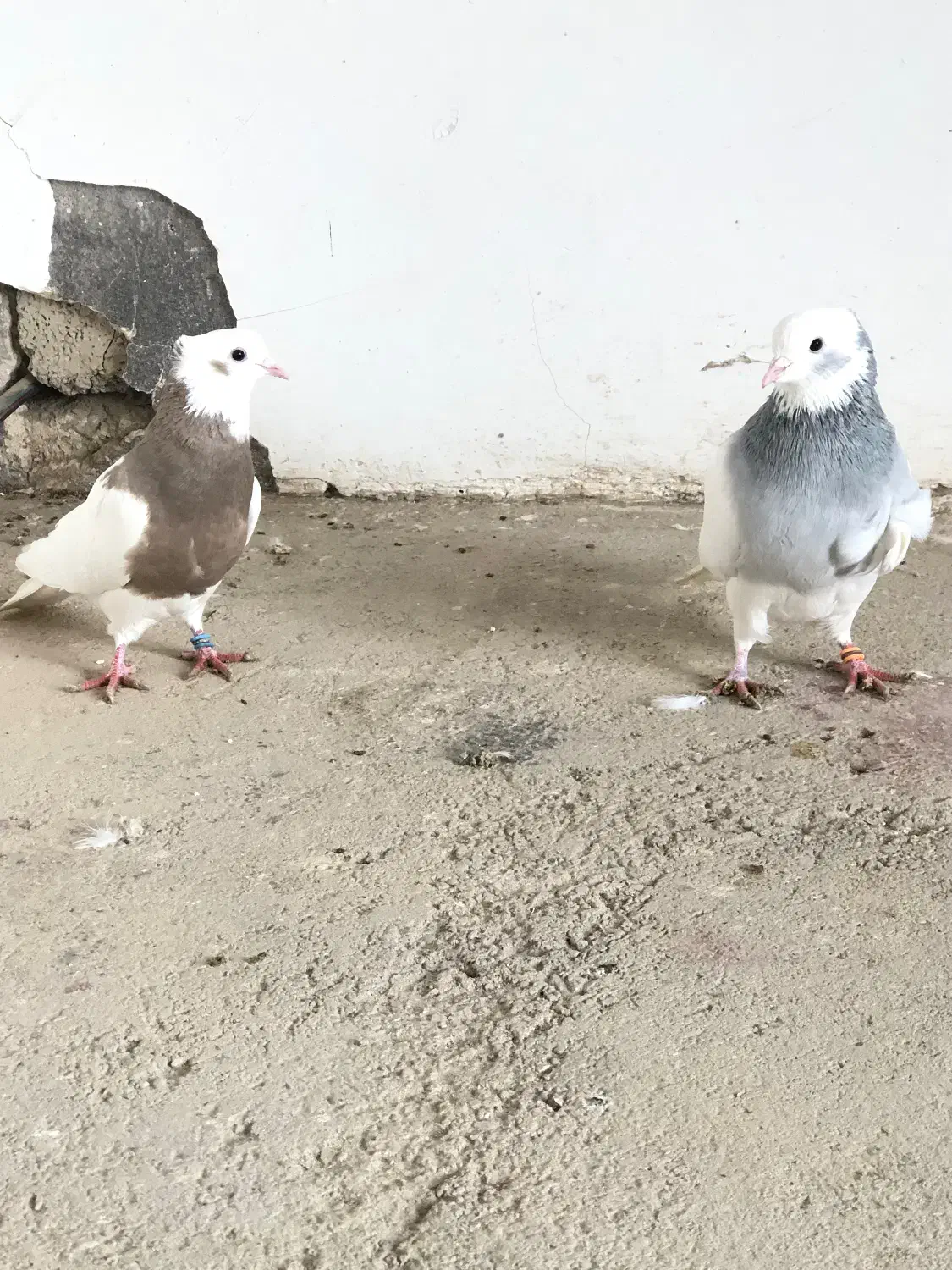 کبوتر طوقی|پرنده|سقز, |دیوار