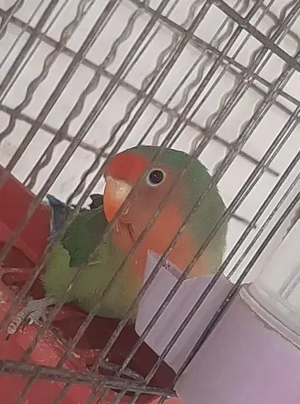 پرنده|پرنده|مشکیندشت, |دیوار