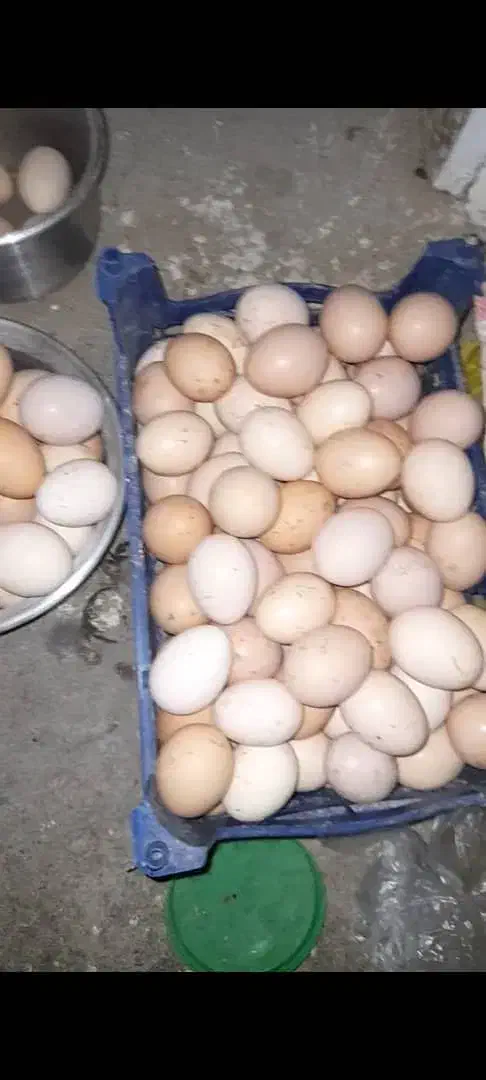 تخم مرغ مرندی اصیل درصد نطفه بالا|حیوانات مزرعه|ساری, |دیوار