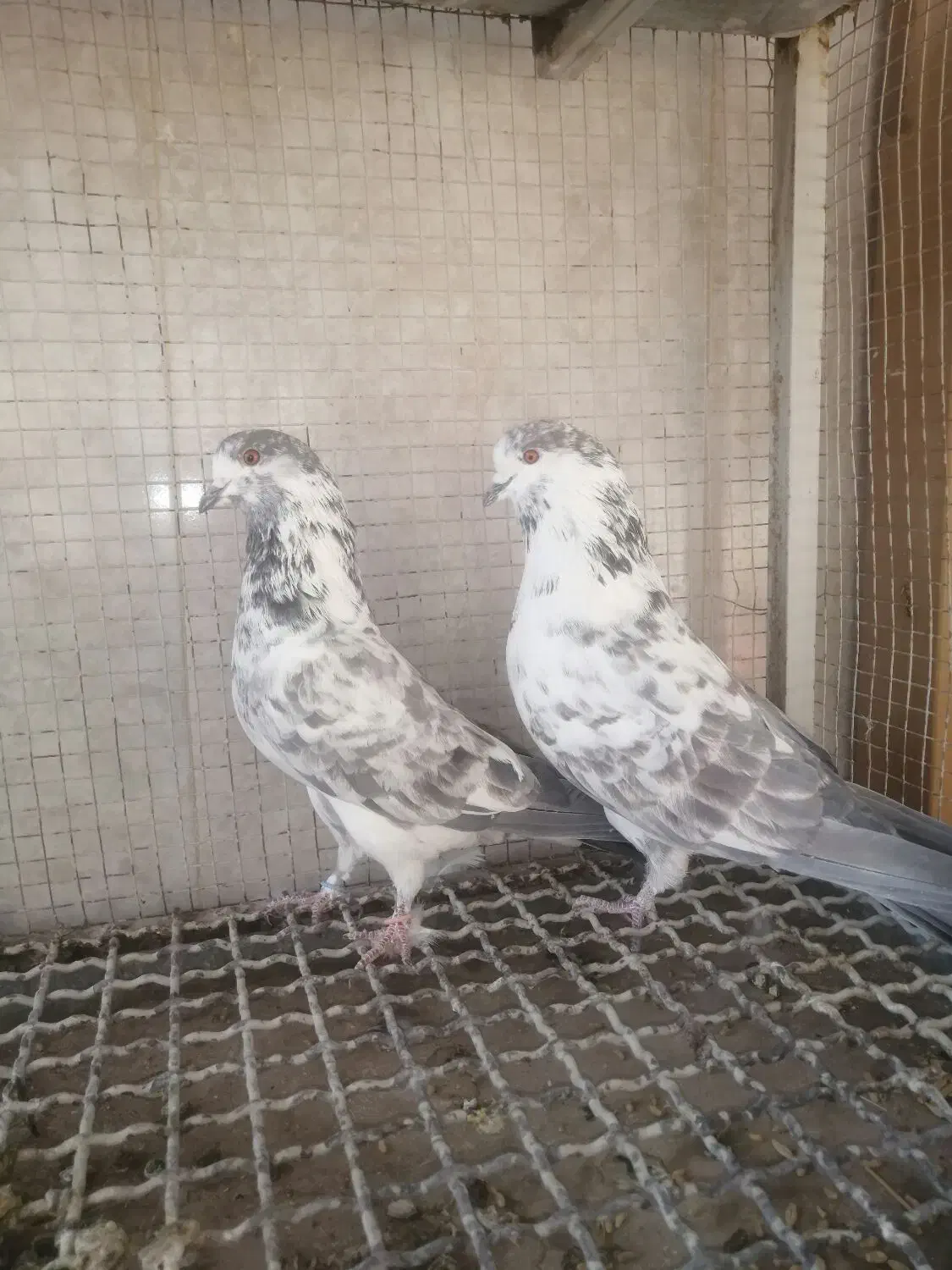 کبوتر.پرشی|پرنده|خمینیشهر, |دیوار