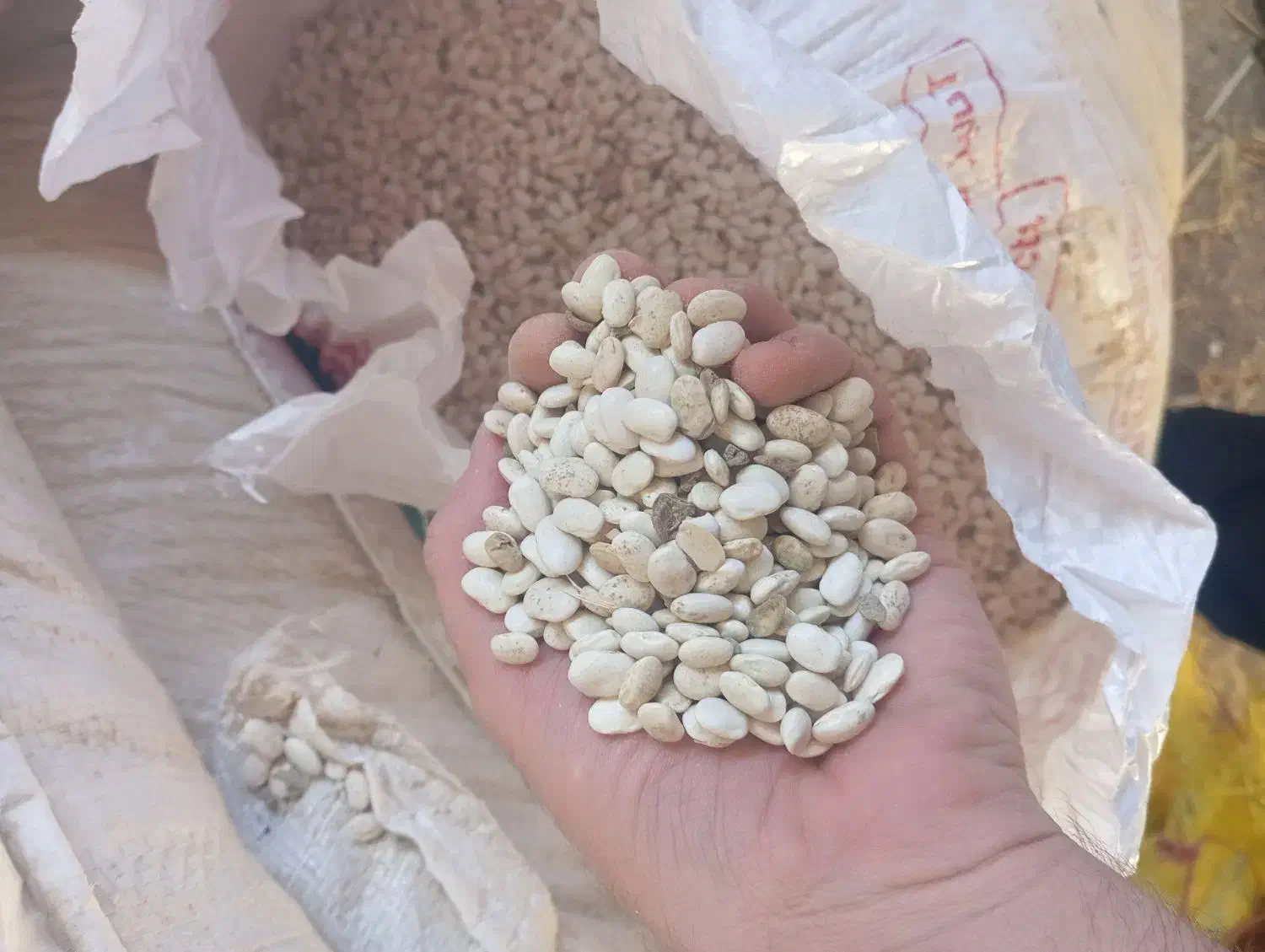 لوبیا سفید|عمده‌فروشی|دورود, |دیوار